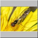 Baccha elongata - Gemeine Schattenschwebfliege w02a.jpg